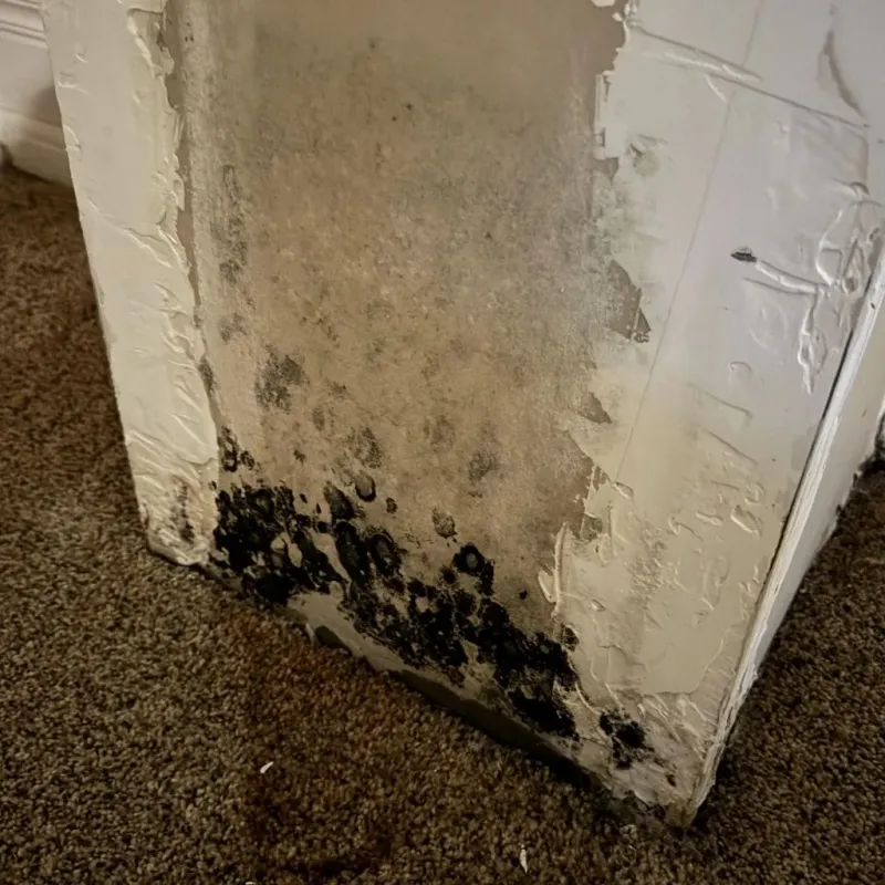 Professional Mold Removal in New Hope, PA